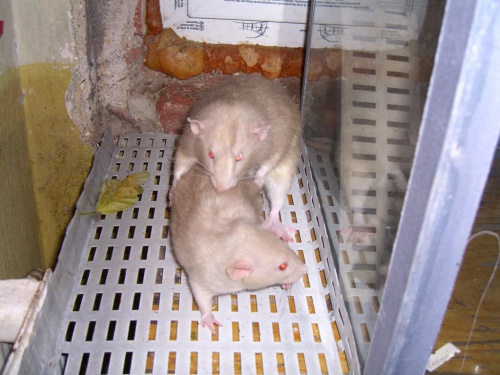 Jak se u potkanů dělají miminka