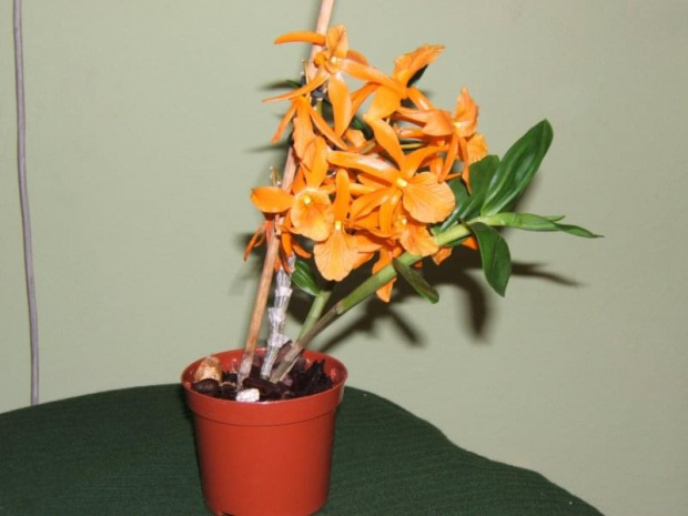 Dendrobium stardust