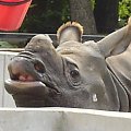 #nosorożec #zwierz #zoo