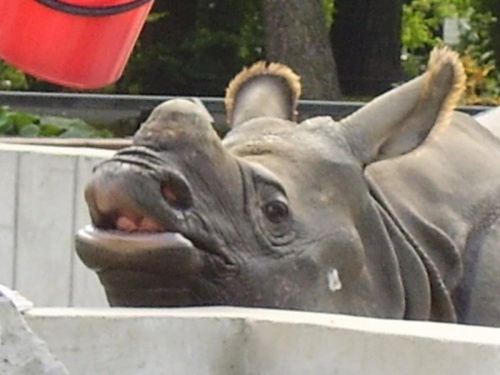 #nosorożec #zwierz #zoo