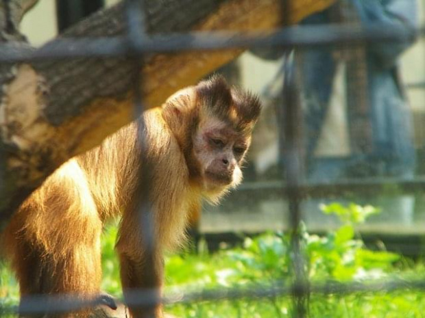 #małpy #zoo #zwierzęta