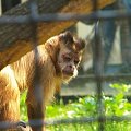 #małpy #zoo #zwierzęta
