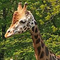 #żyrafa #zoo #zwierzęta