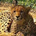#lampart #zwierzęta #zoo