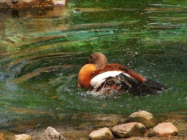 #ptaki #kaczka #zwierzęta #zoo