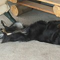 Tula