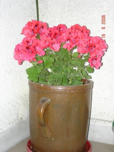 Pelargonia angielsk 2006 na naszym balkonie.