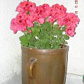 Pelargonia angielsk 2006 na naszym balkonie.