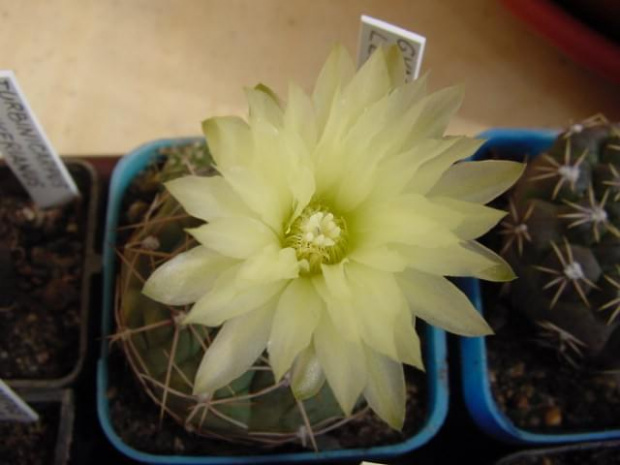 Gymnocalycium leeanum