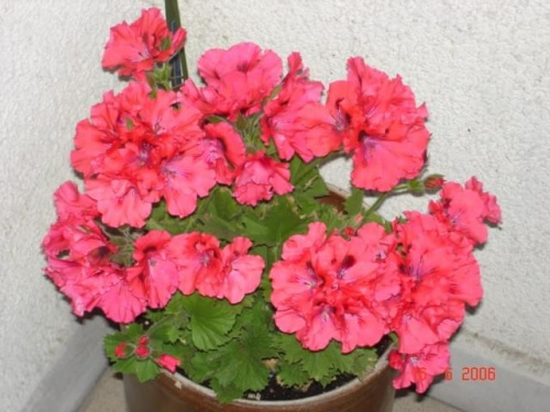 Pelargonia angielsk 2006 na naszym balkonie.