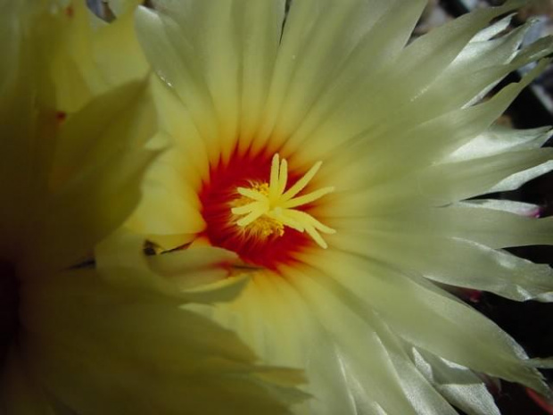 Astrophytum senile