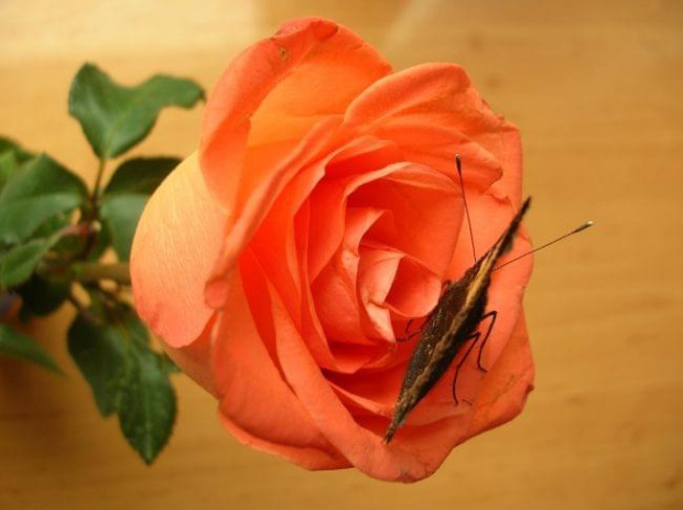 Motyl i róża #motyl #RusałkaPokrzywnik
