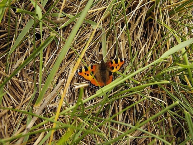 Motyl #motyl #PażKrólowej #ZdjęcieMargaretki