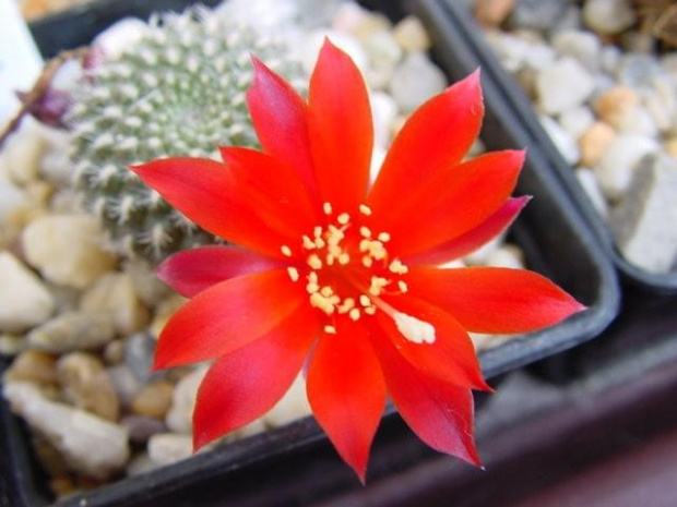 Rebutia krainziana