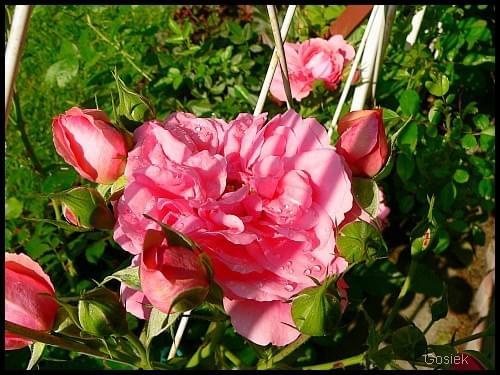 #kwiaty #róża #róże