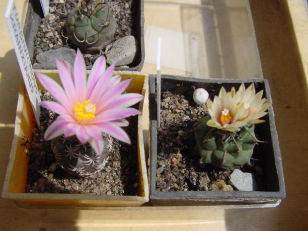 Turbinicarpus krainzianus i Turbinicarpus klinkerianus