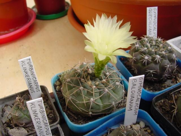 Gymnocalycium leeanum