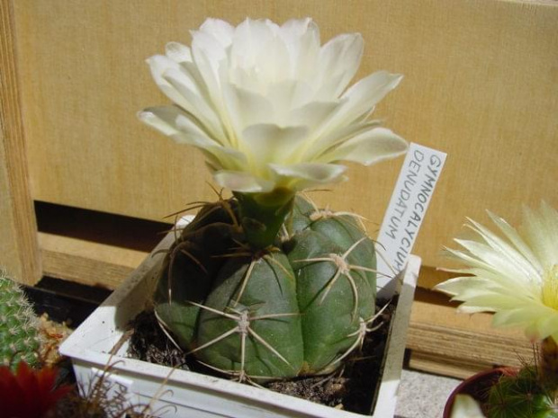 Gymnocalycium denudatum