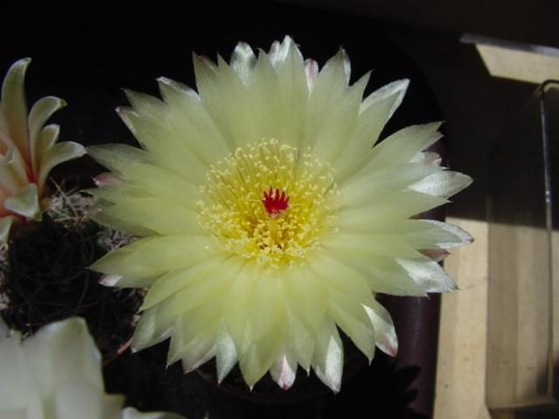 Notocactus ottonis