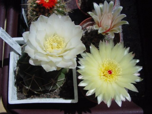 Gymnocalycium denudatum i Notocactus ottonis