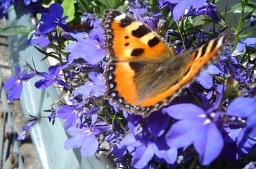 Przyroda #kwiatki #boćki #autostrada