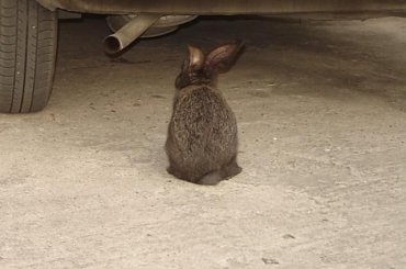 Przyroda #kwiatki #boćki #autostrada