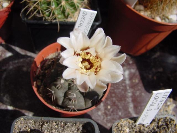 Gymnocalycium quechlianum