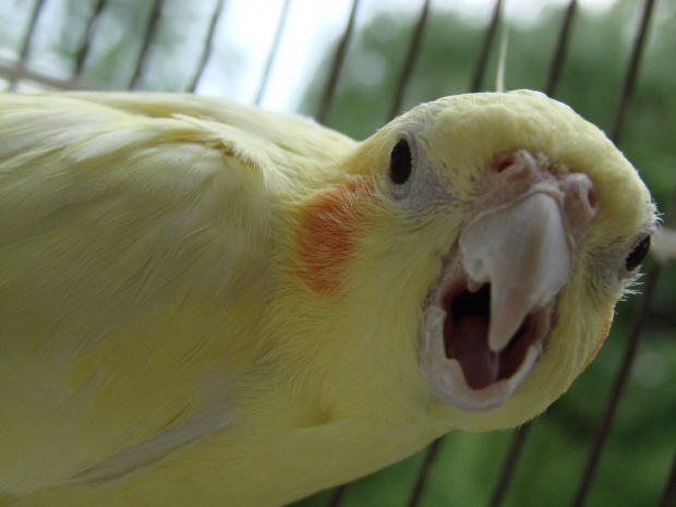 Troche się ptaszek wkurzył. Ile można znosić ten obietyw w klatce... #papuga #nimfa #Jaga
