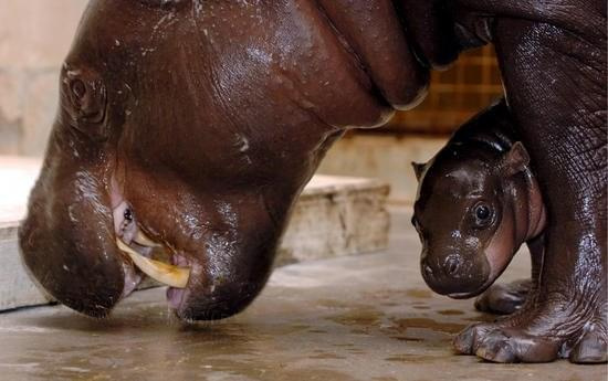 Сколько детенышей бегемота родилось