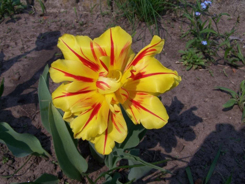 wiosna w obiektywie #tulipan #kwiat