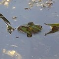 Własna ,prywatna żaba