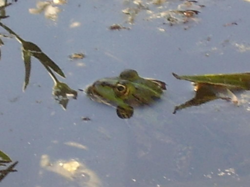 Własna ,prywatna żaba