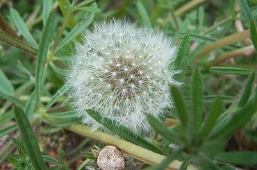 wiosna w obiektywie #dmuchawiec