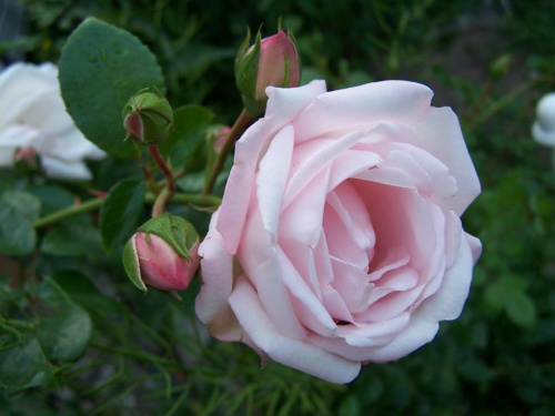 lato w obiektywie #róża #kwiat