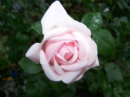 lato w obiektywie #kwiat #róża