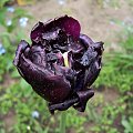 czarny tulipan #tulipan #kwiat