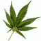 icon_blant