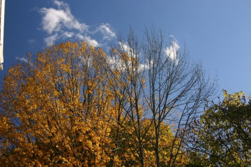 #kolory #drzewa #jesien #przyroda #niebo #chmury