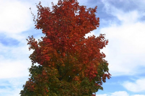 #drzewa #kolory #jesien #chmury #przyroda #niebo
