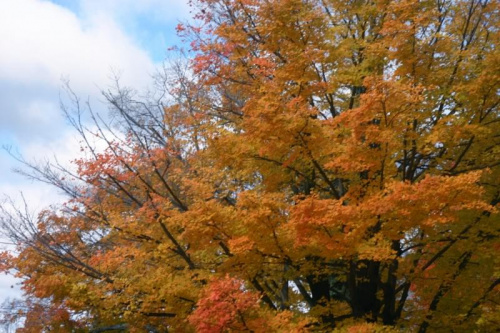 #kolory #jesien #chmury #przyroda #drzewa #niebo