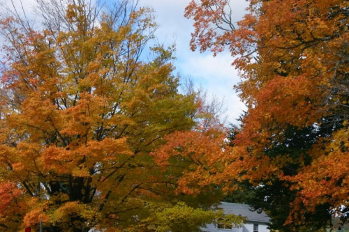 #kolory #drzewa #jesien #przyroda #niebo