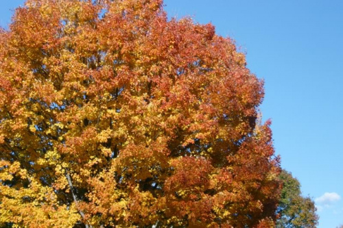 #kolory #drzewa #jesien #przyroda #niebo