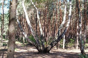 Ośmiornica - brzoza #las #ścieżka #drzewo #brzoza #ośmiornica