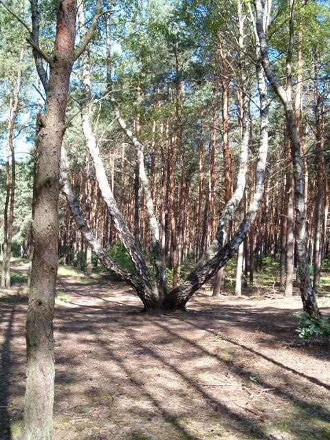 Ośmiornica - brzoza #las #ścieżka #drzewo #brzoza #ośmiornica