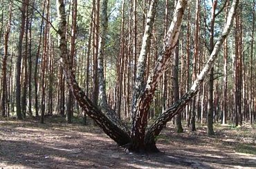 Ośmiornica - brzoza #brzoza #ośmiornica #las #ścieżka