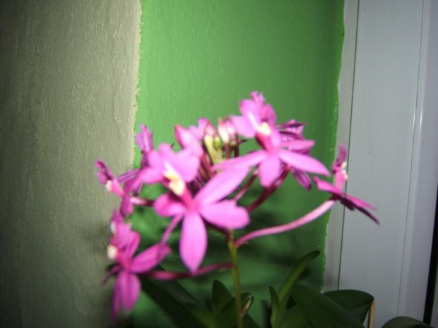 kwiaty Epidendrum z bliska
