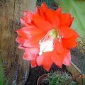 kwiat epiphyllum