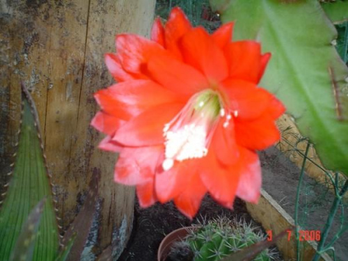kwiat epiphyllum