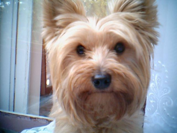 moj piesek