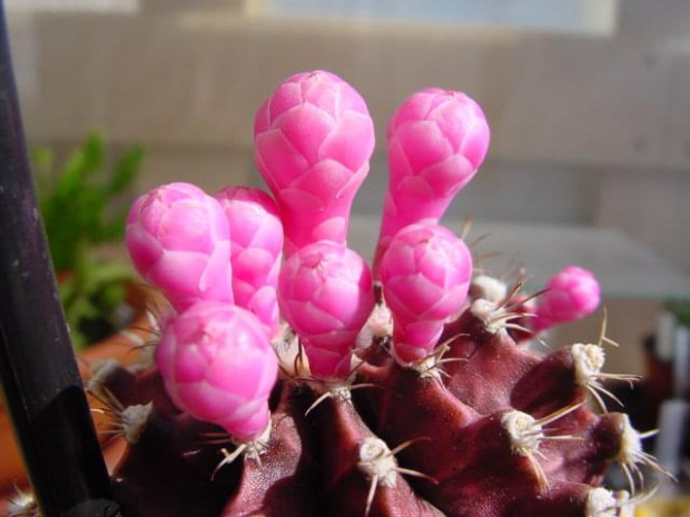 Gymnocalycium friedrichii